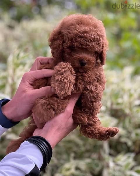video available whatsapp Toy Poodle male imported parents 3