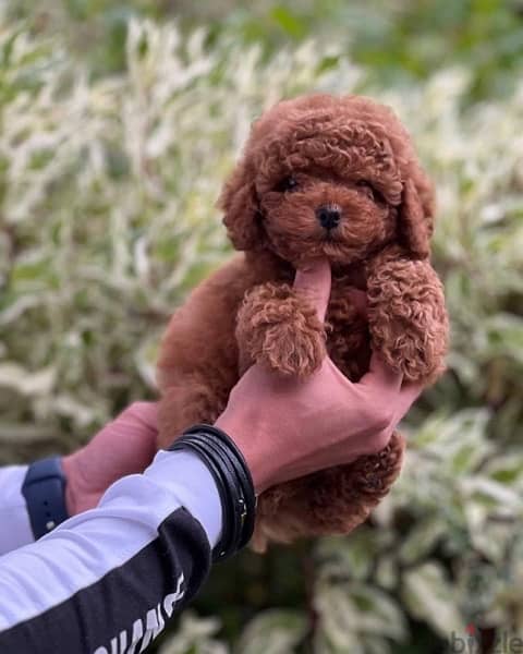 video available whatsapp Toy Poodle male imported parents 4