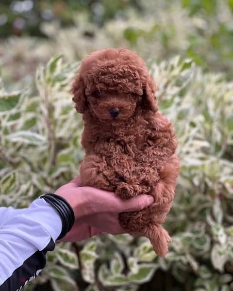 video available whatsapp Toy Poodle male imported parents 5