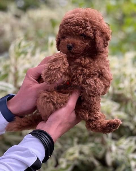 video available whatsapp Toy Poodle male imported parents 6