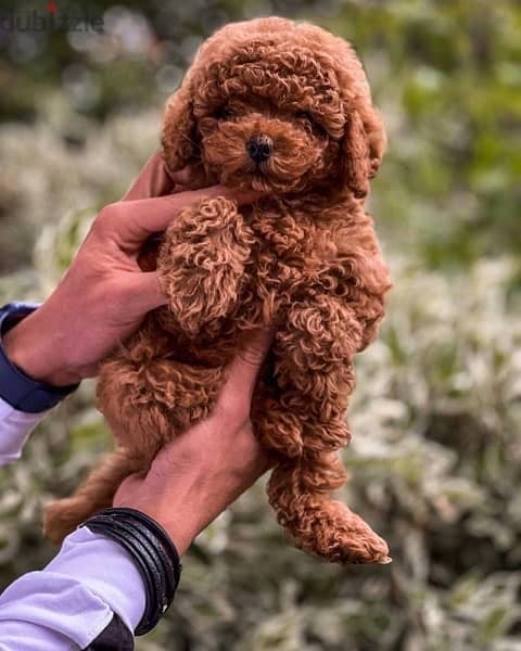 video available whatsapp Toy Poodle male imported parents 7