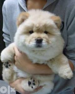 Pure chow best sale