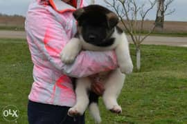 Imported American Akita Male 2 months Fci 0