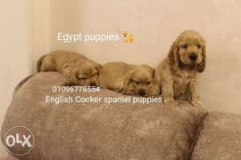 English cocker spaniel puppies are ready 0