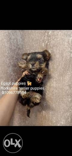 Mini yorkshire terrier puppies 0