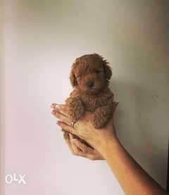 Toy poodle puppies all colors
