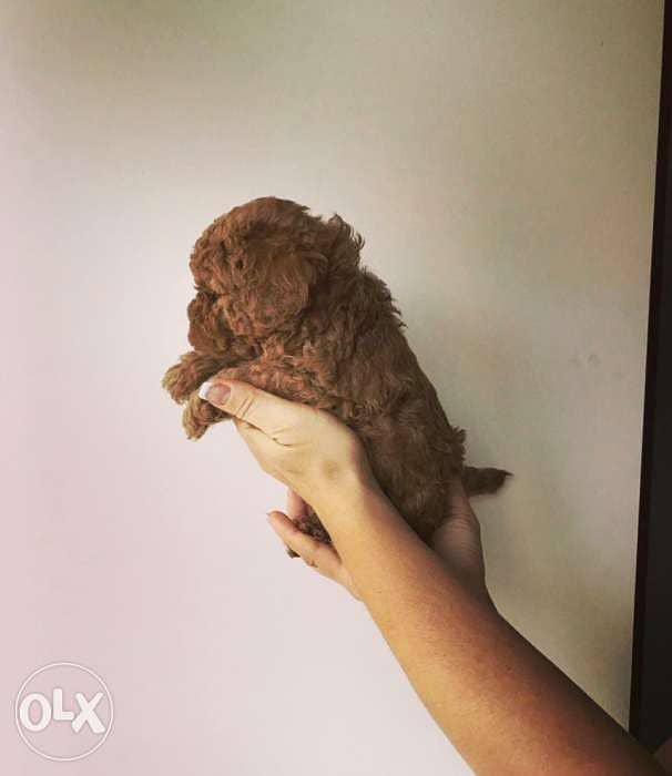 Toy poodle puppies all colors 1