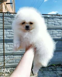 Imported Pomeranian teacup puppies