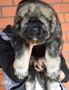 Imported Giant Caucasian Puppies Russia Full Documents Fci Top Quality 0