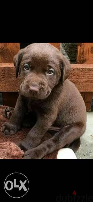 Labrador retriever puppies chocolate coat 0