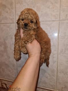 Toy Poodle Puppies Male and female 0