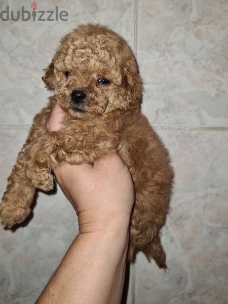 Toy Poodle Puppies Male and female 2