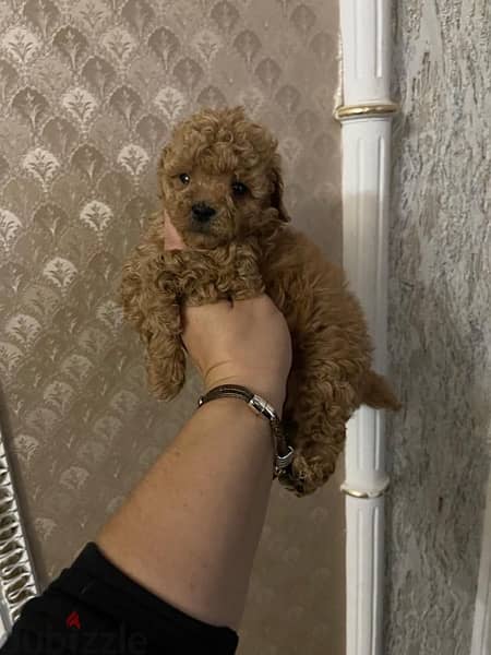 Toy Poodle Puppies Male and female 3