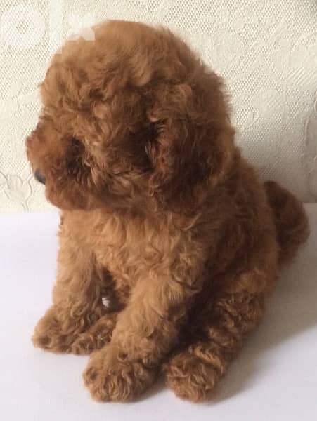 amazing poodle puppies toy size from Europe full documents 1