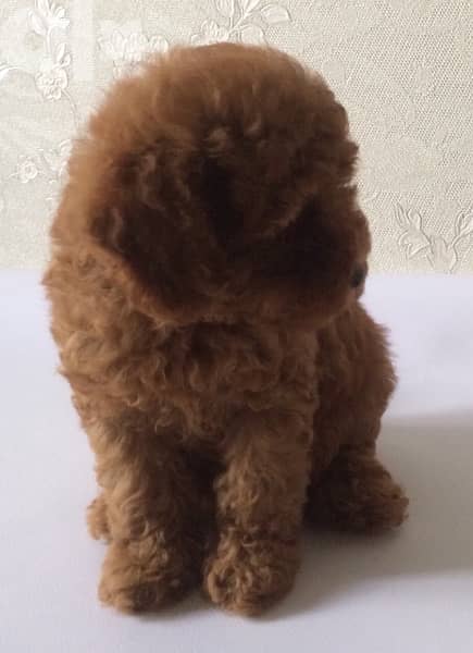 amazing poodle puppies toy size from Europe full documents 2