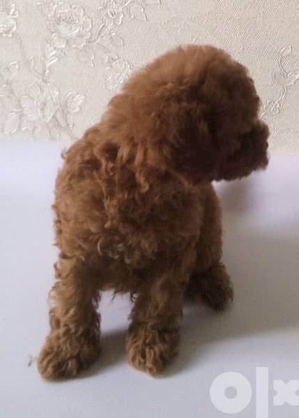 amazing poodle puppies toy size from Europe full documents 4
