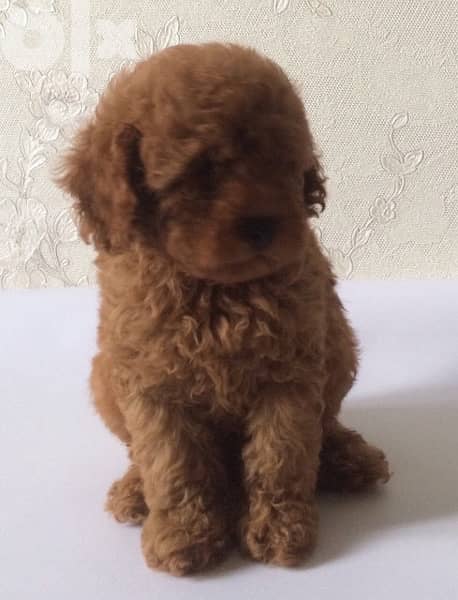 amazing poodle puppies toy size from Europe full documents 5