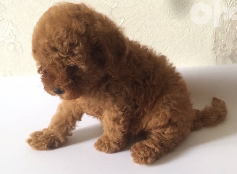 amazing poodle puppies toy size from Europe full documents 6