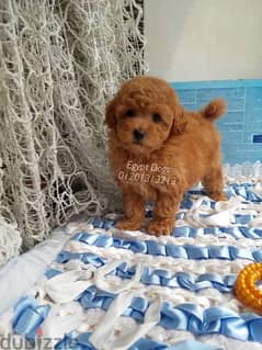 Imported parents  Toy Poodle puppies ready for new home 0