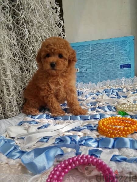 Imported parents  Toy Poodle puppies ready for new home 2