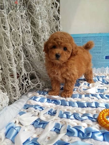 Imported parents  Toy Poodle puppies ready for new home 3