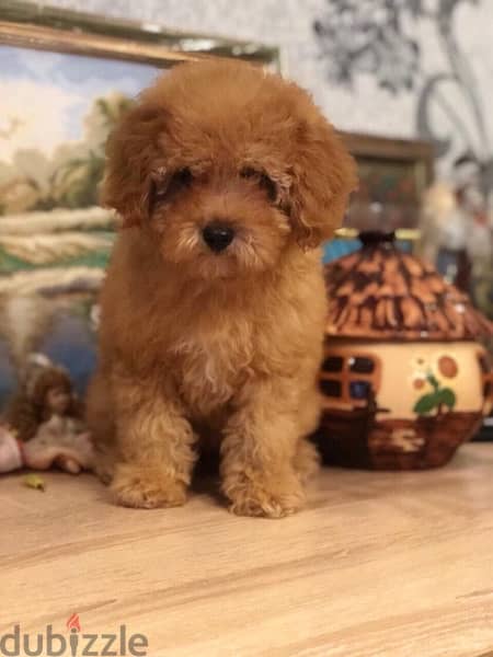 Toy Poodle Puppies 1