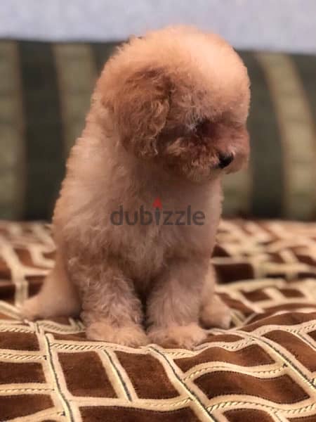 Toy Poodle Puppies 2