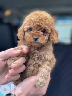 Poodle Toy size male and female full