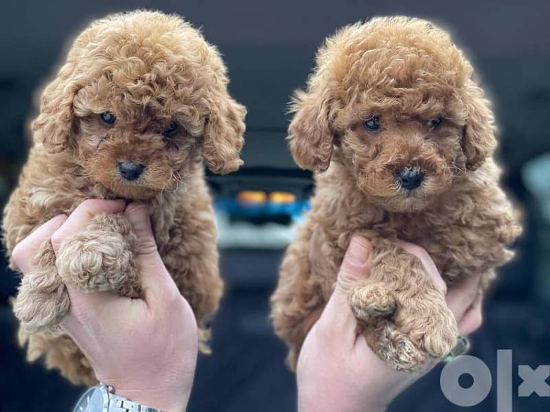 Poodle Toy size male and female full 1
