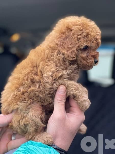 Poodle Toy size male and female full 2