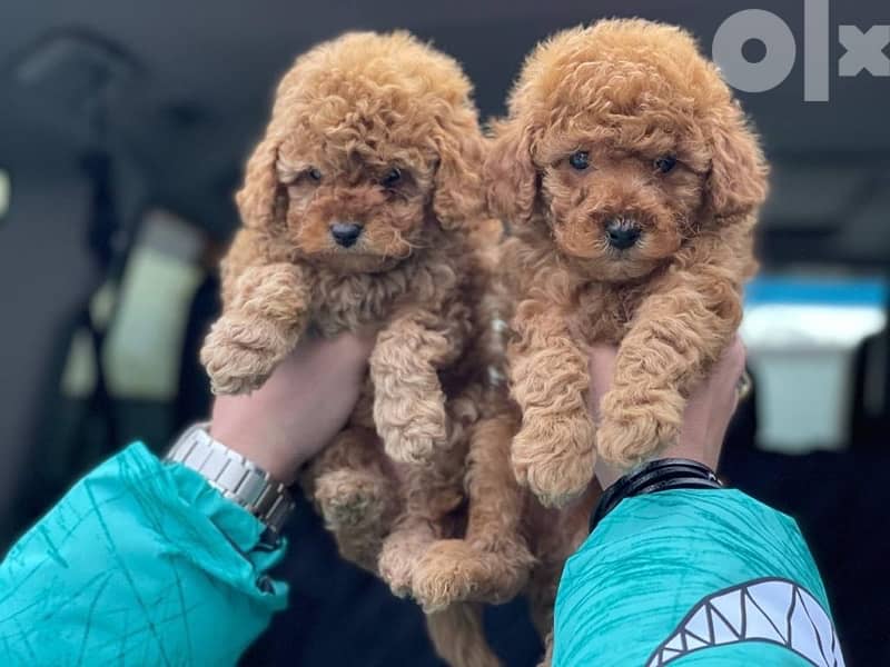 Poodle Toy size male and female full 3