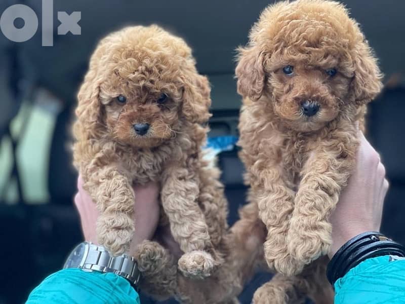 Poodle Toy size male and female full 4