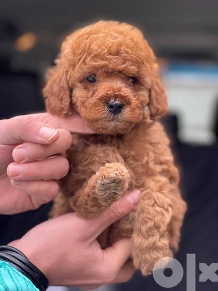 Poodle Toy size male and female full 5