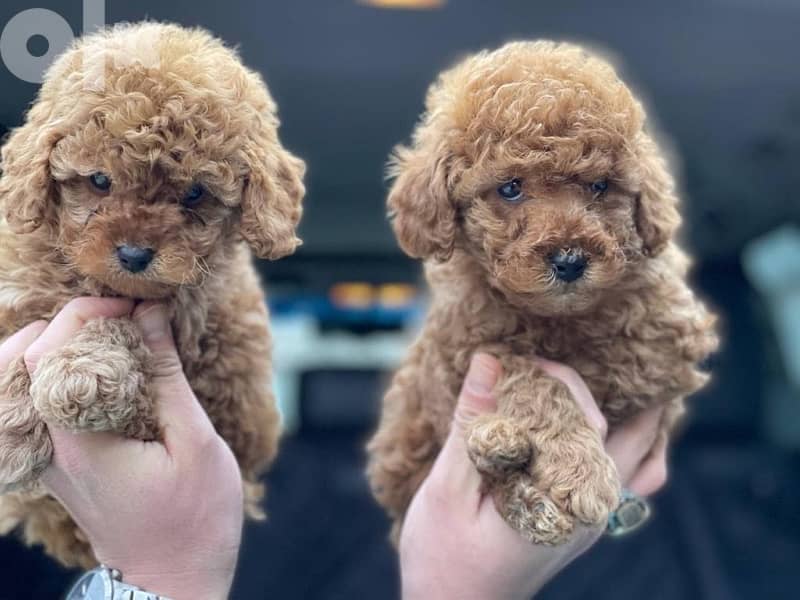 Poodle Toy size male and female full 6