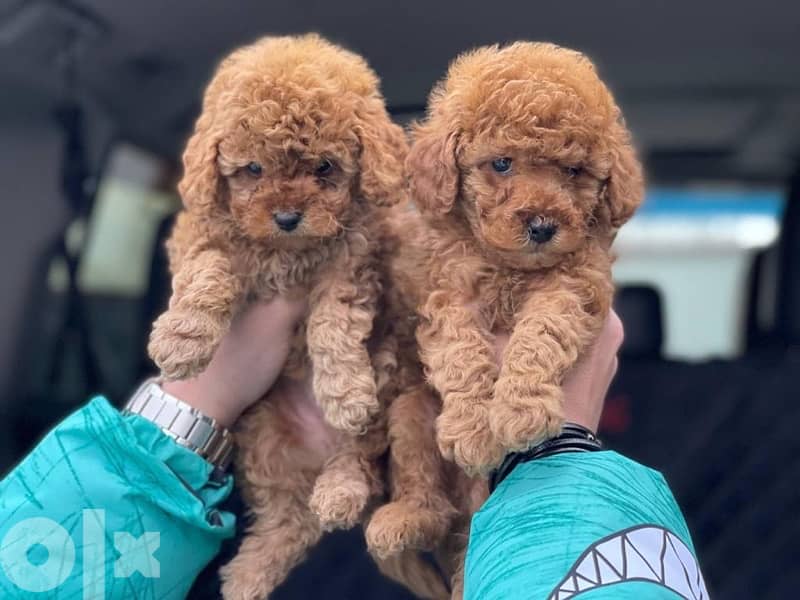 Poodle Toy size male and female full 8