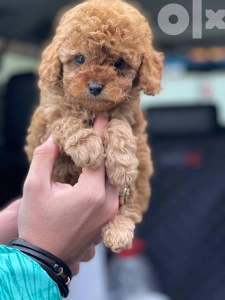 Poodle Toy size male and female full 10