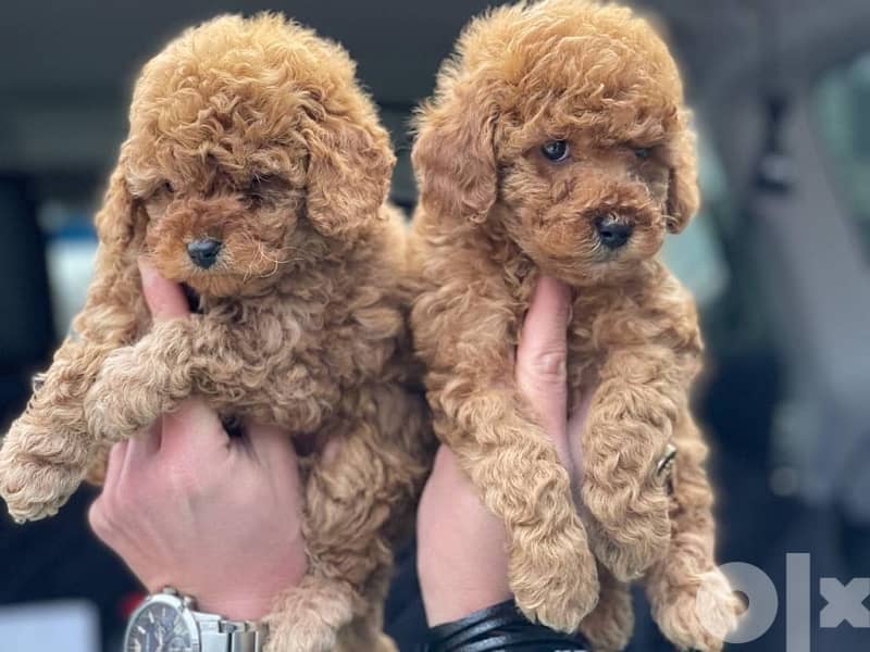 Poodle Toy size male and female full 11