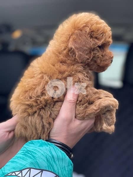 Poodle Toy size male and female full 12