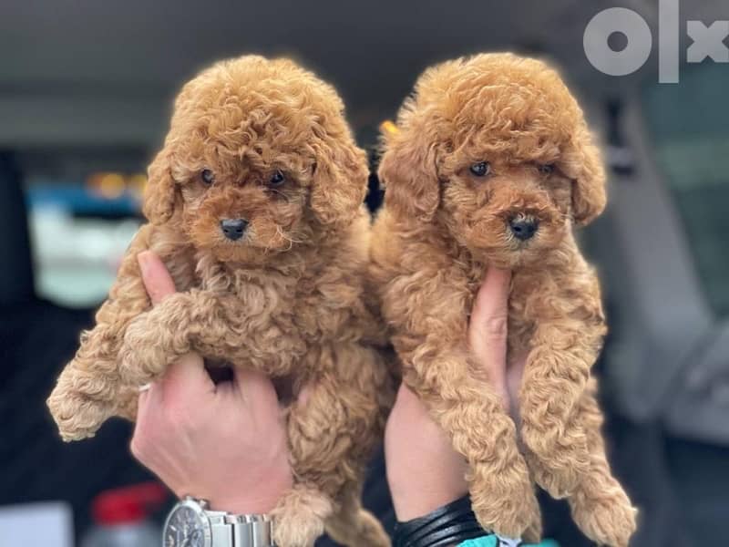 Poodle Toy size male and female full 13