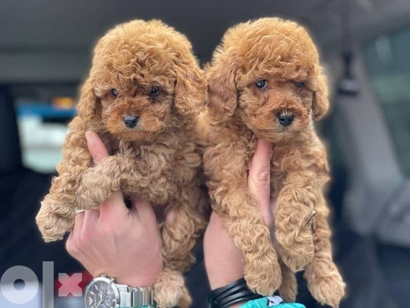 Poodle Toy size male and female full 15