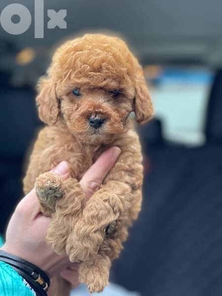 Poodle Toy size male and female full 16