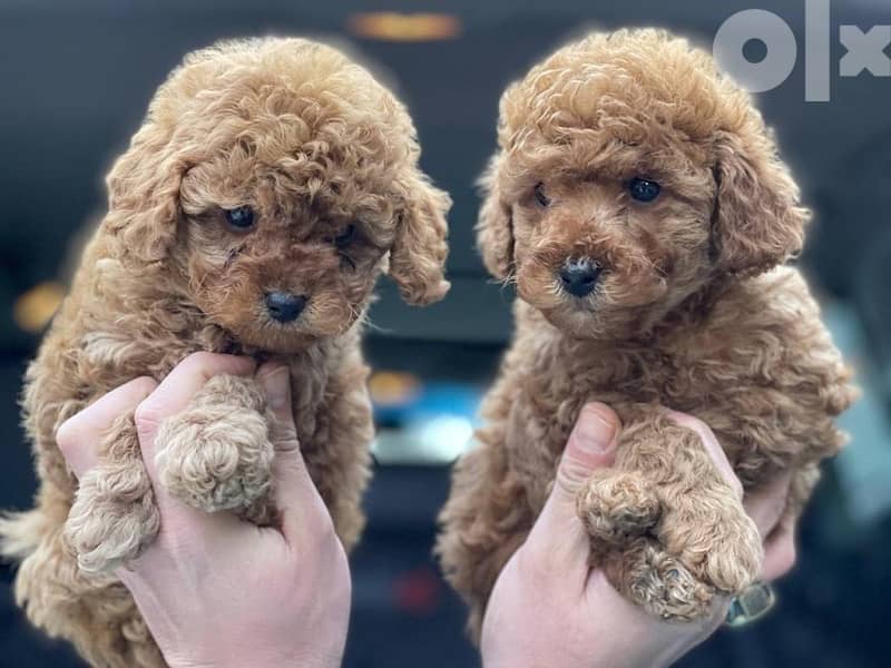 Poodle Toy size male and female full 17