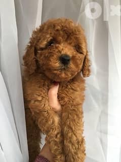 Toy Poodle puppies male and female 0