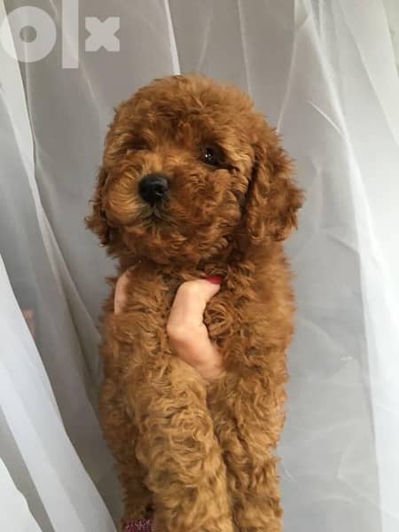 Toy Poodle puppies male and female 1