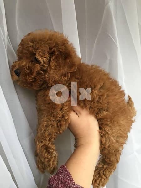Toy Poodle puppies male and female 2