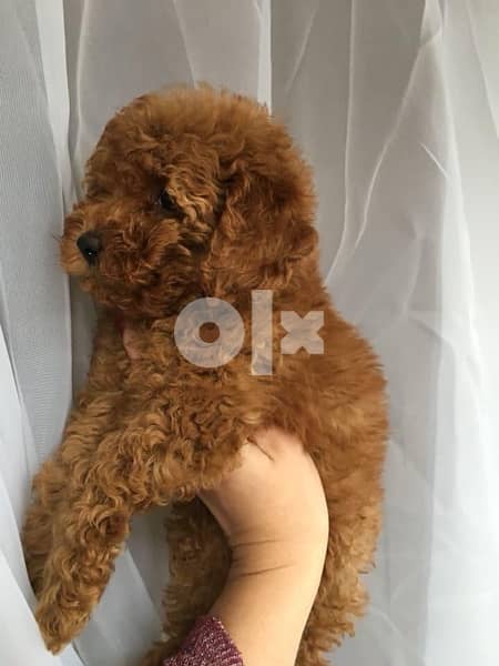 Toy Poodle puppies male and female 3
