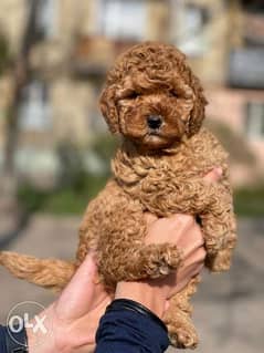 Dark Red Toy Poodle Imported From Ukraine Full Documents 0