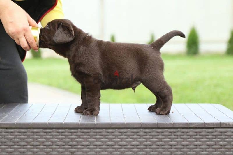 imported Labrador puppies, champion bloodline FASTEST DELIVERY 0