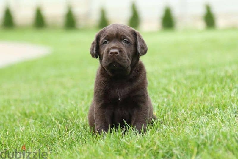 imported Labrador puppies, champion bloodline FASTEST DELIVERY 1