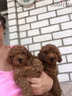 Toy Poodle puppies 0